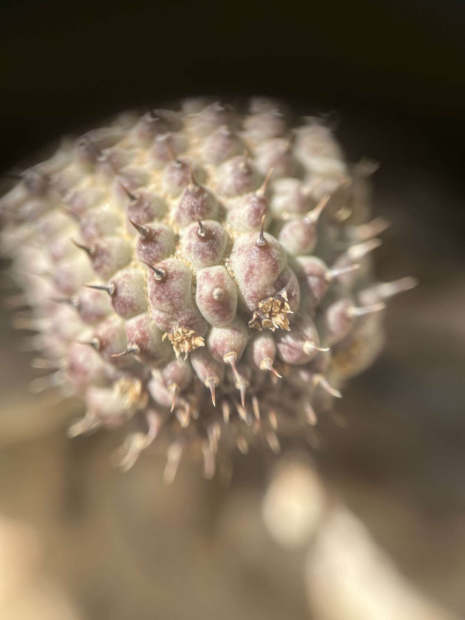 Image de Ceropegia pedicellata (Schinz) Bruyns