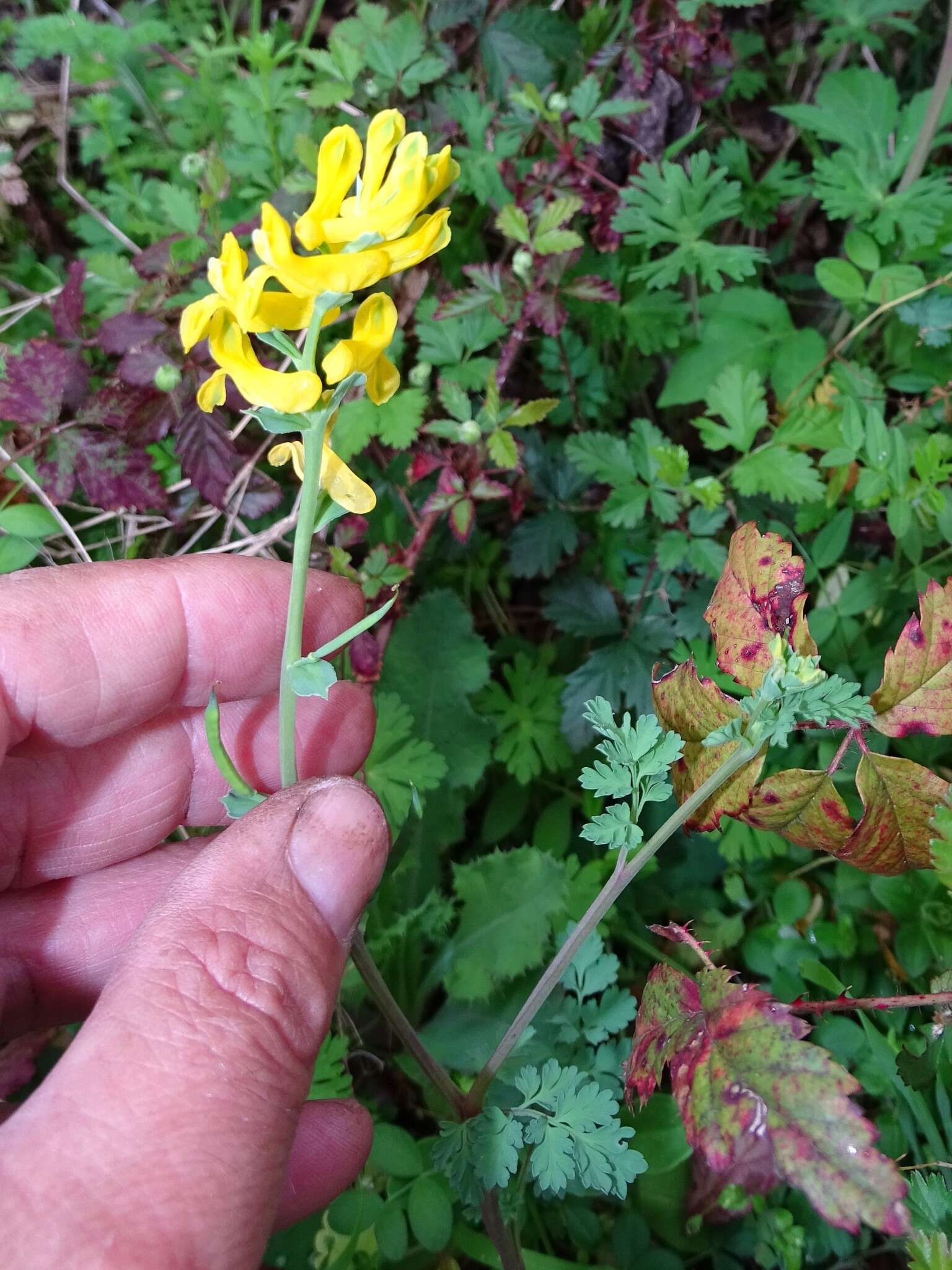 Image of smallflower fumewort