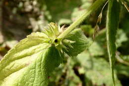 Image of Hairy Hedge-Nettle