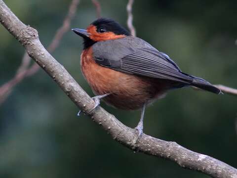 Sittiparus owstoni (Ijima 1893) resmi