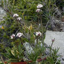 Image of <i>Valeriana fonkii</i>