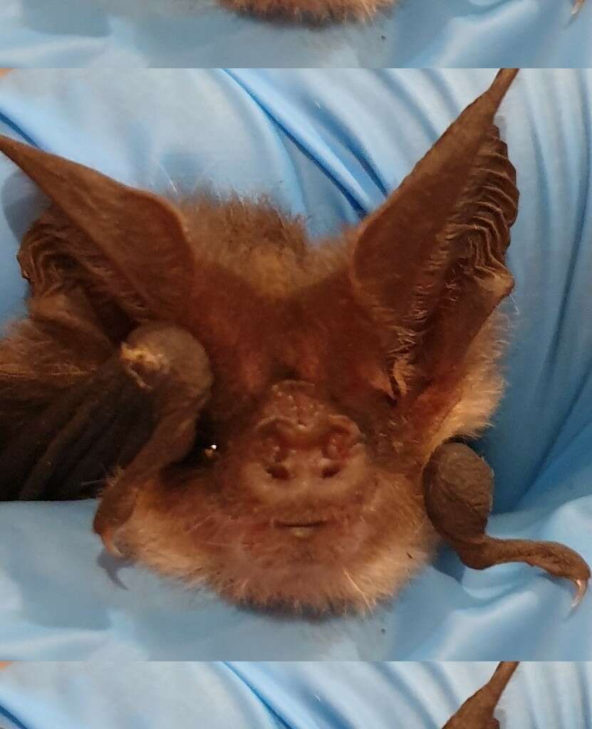 Image of Gould's Long-eared Bat