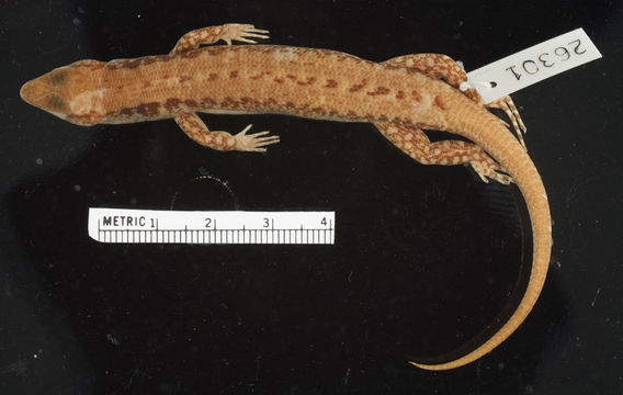 Image of Wright's Sphenomorphus
