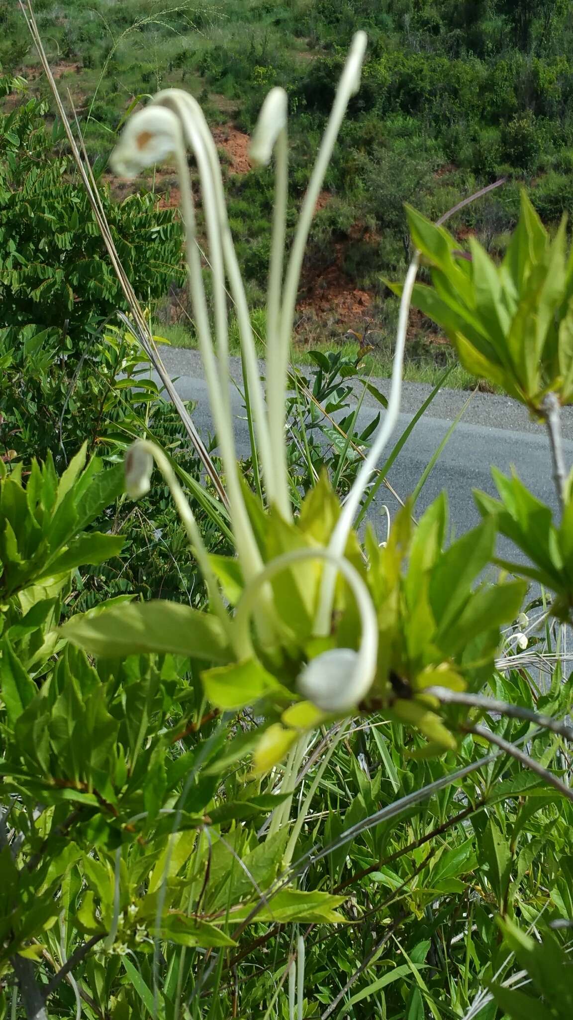 Слика од Rotheca microphylla (Blume) Callm. & Phillipson