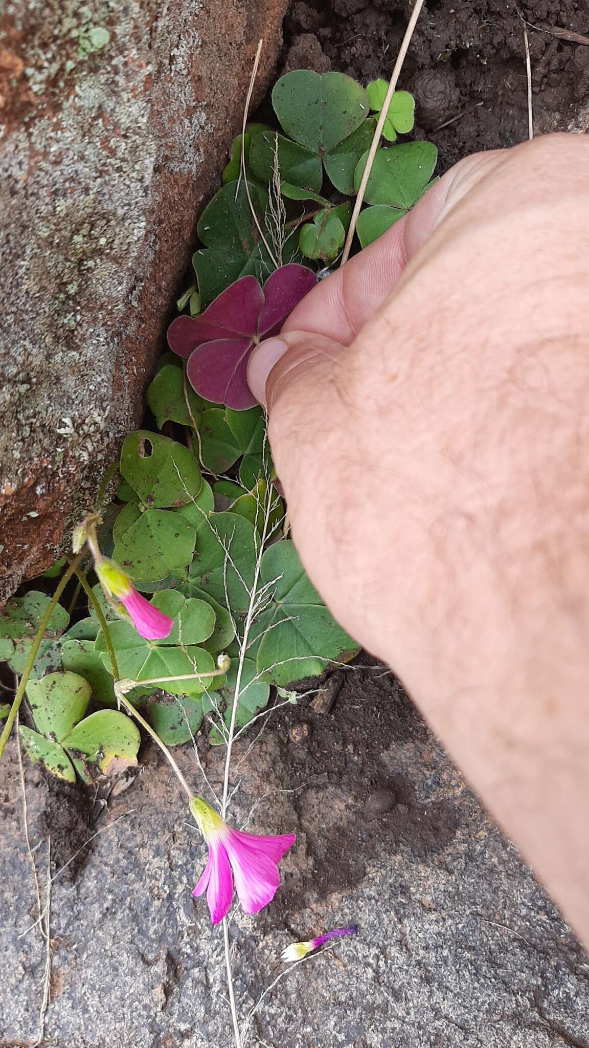 Image of red-flower woodsorrel