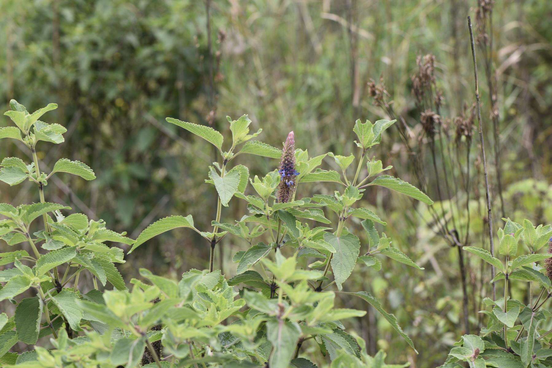 Image of <i>Coleus livingstonei</i>