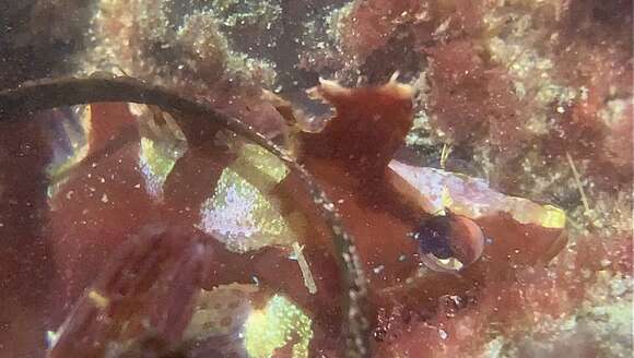 Image of Crevice Kelpfish