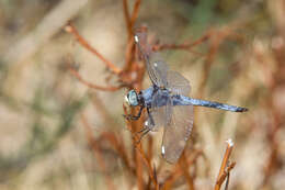 Image of Comanche Skimmer