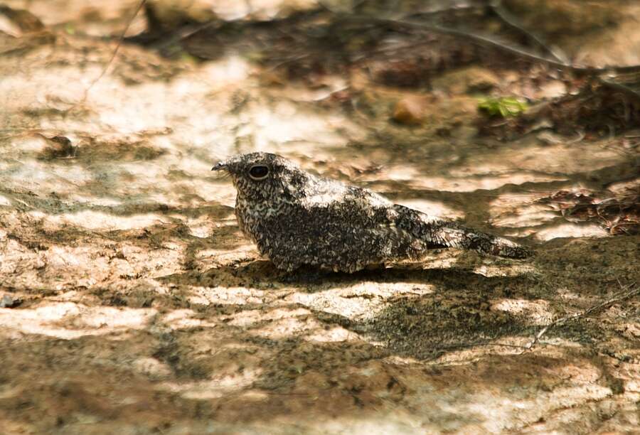 Image of Pygmy Nightjar