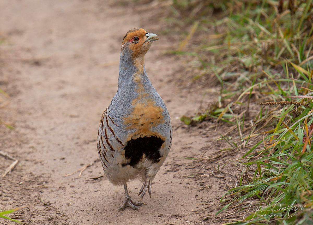 Image of Daurian Partridge