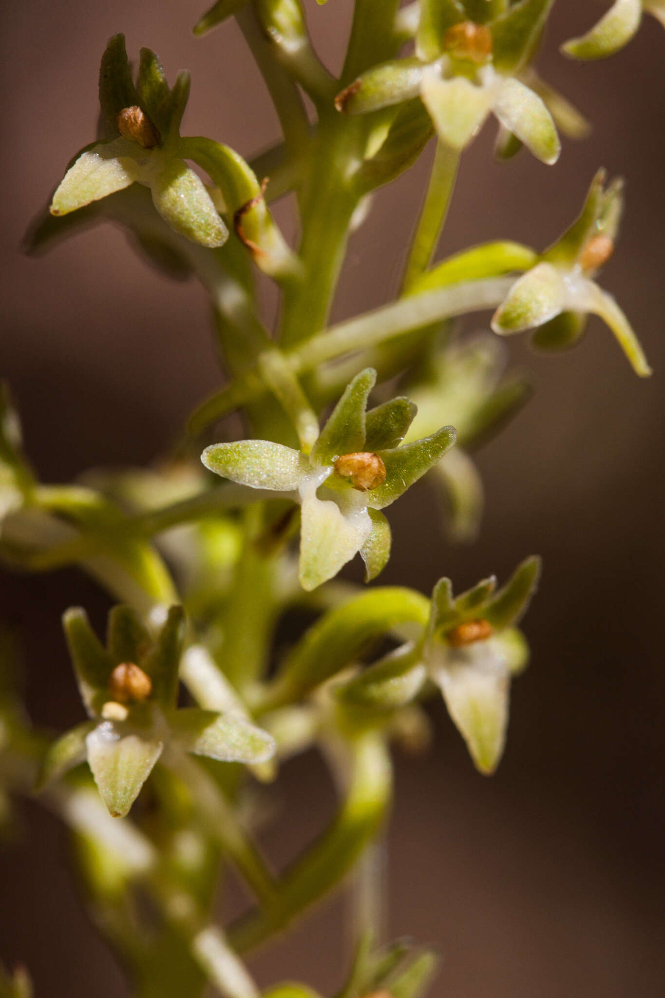 Image de Platanthera elongata (Rydb.) R. M. Bateman