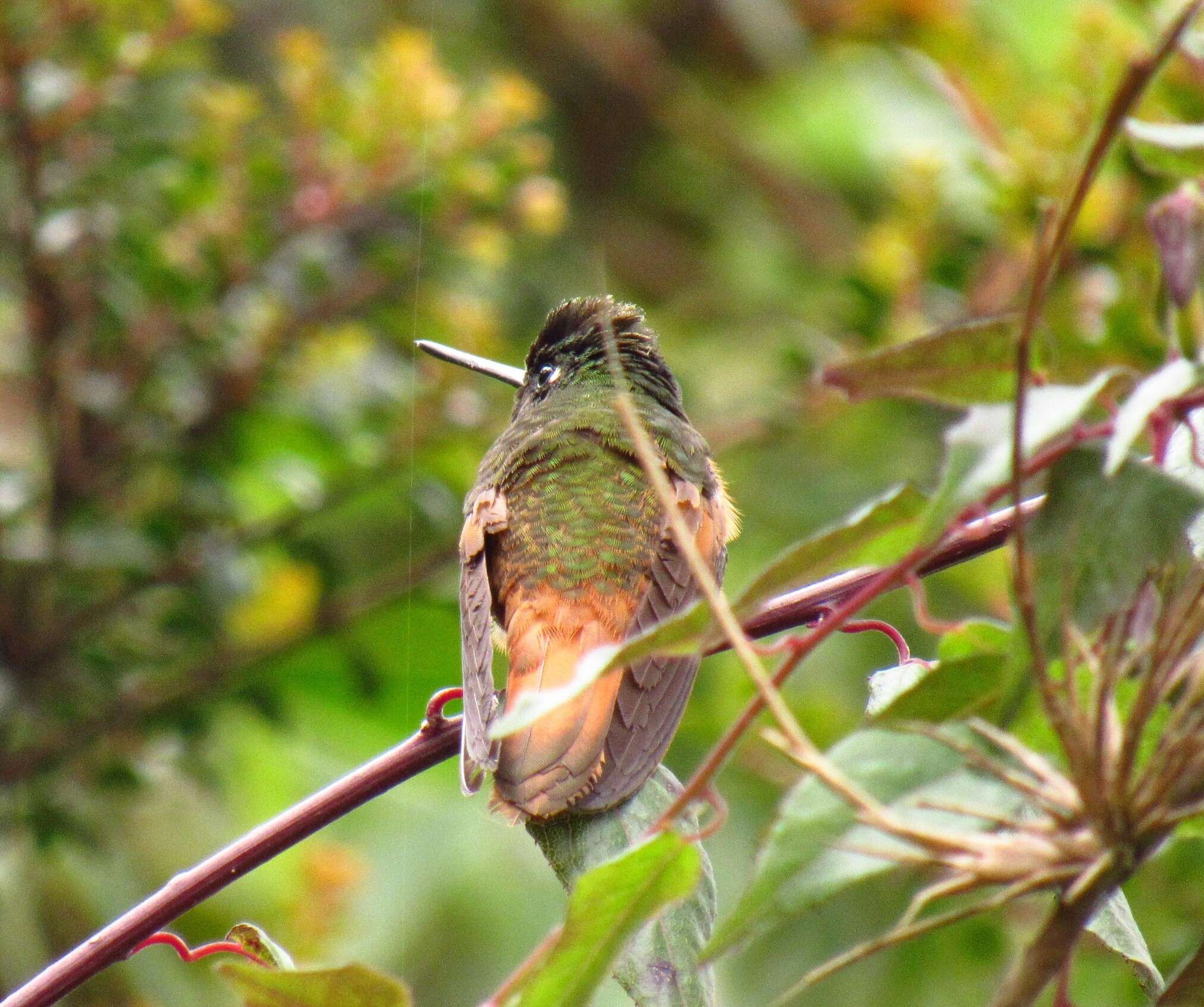 Image of Bolivian Starfrontlet