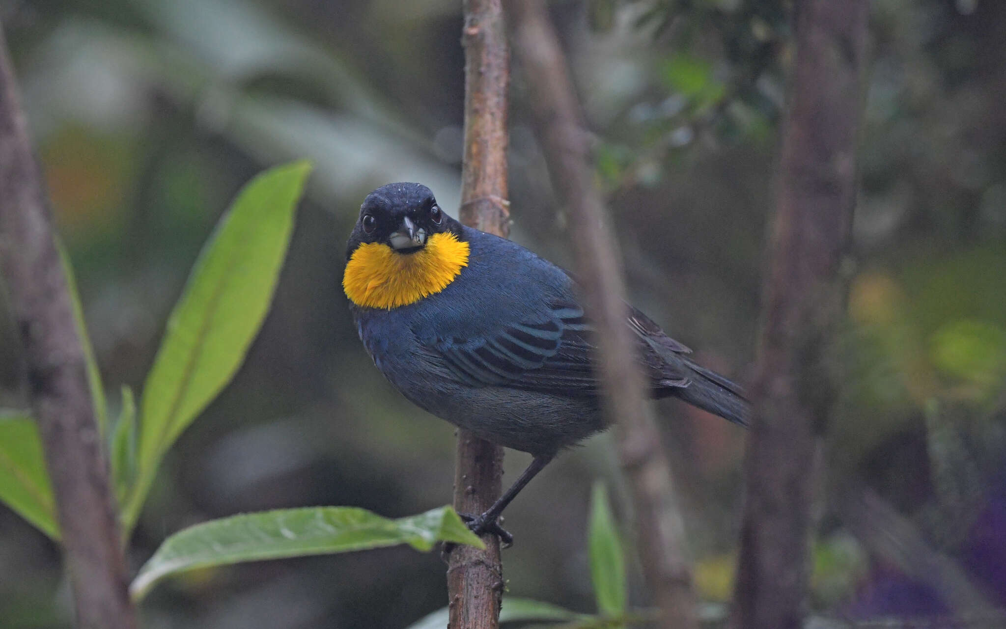 Imagem de Iridosornis porphyrocephalus Sclater & PL 1856