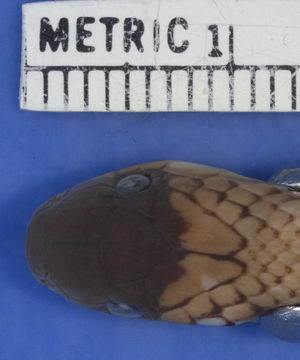 Image of <i>Ninia celata</i> Mccranie & Wilson 1995
