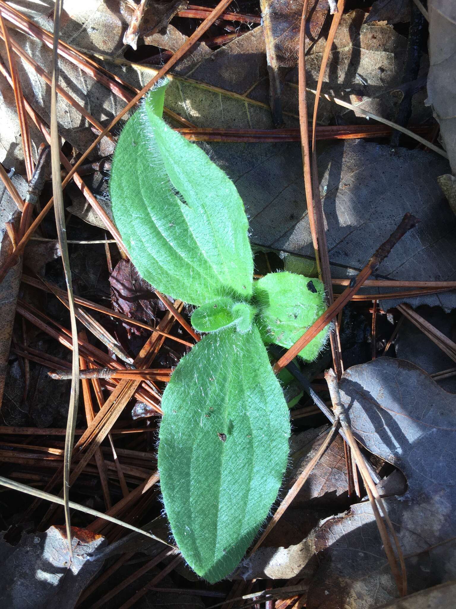 Image of Common Leopardbane