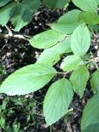 Image of Viburnum plicatum var. tomentosum (Thunb. ex Murray) Miq.