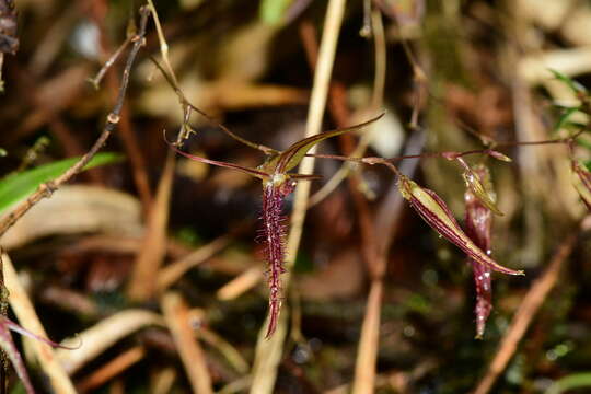 Image de Andinia schizopogon (Luer) Pridgeon & M. W. Chase