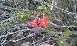 Image of red bush monkeyflower