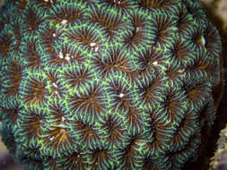 Image of tombstone coral