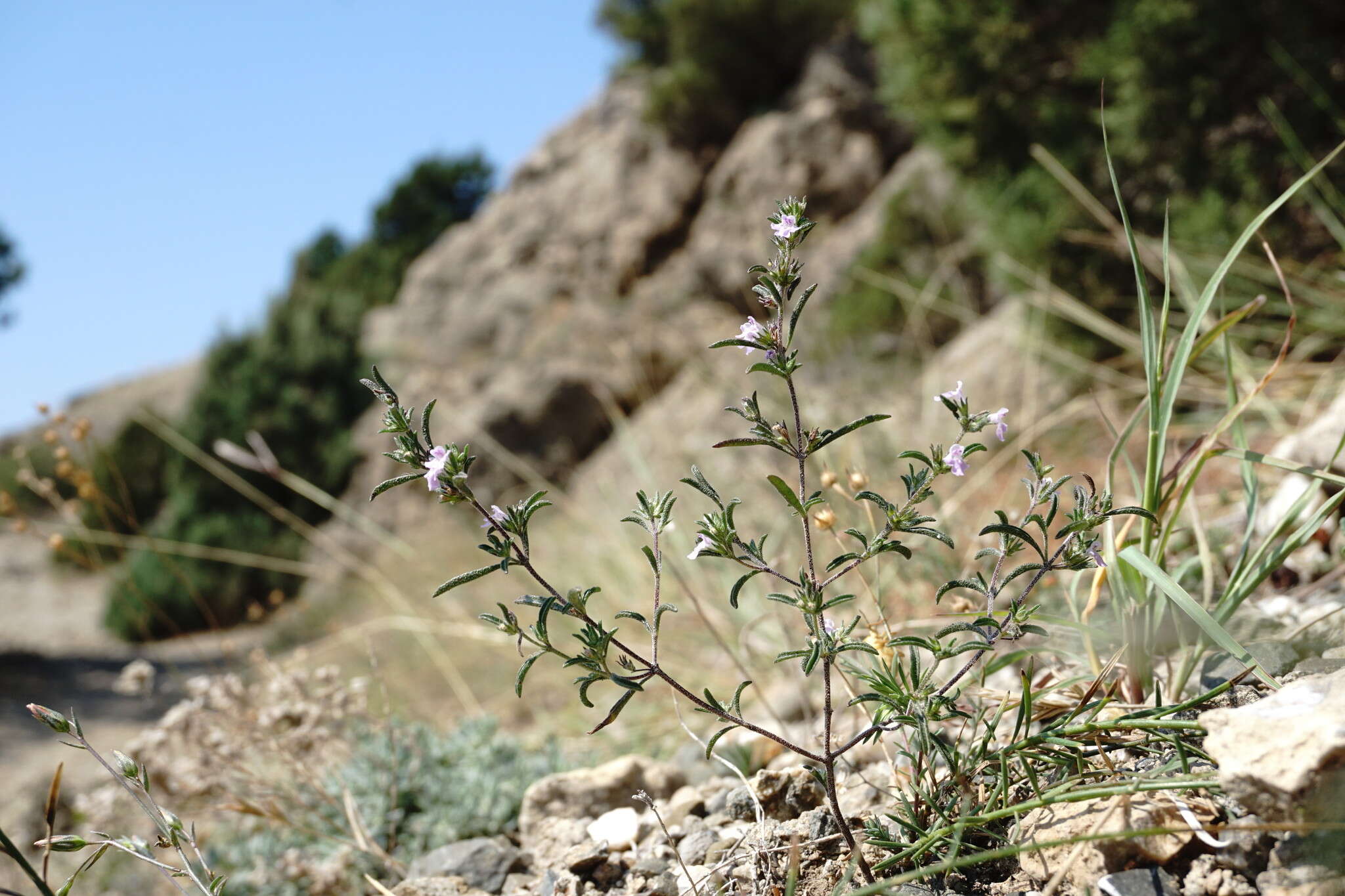 Image of summer savory