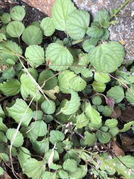 Image de Plectranthus verticillatus (L. fil.) Druce