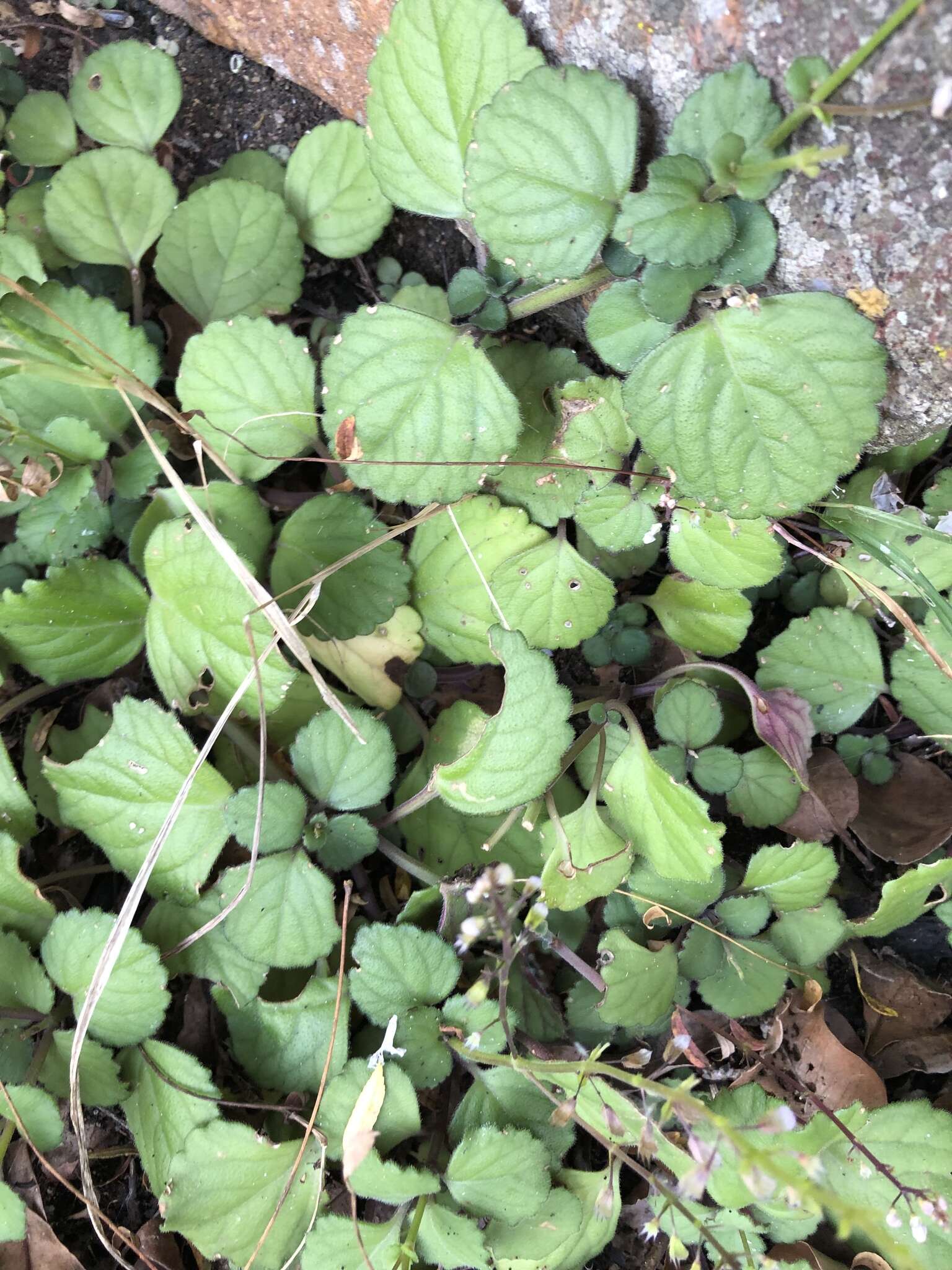 Image of whorled plectranthus