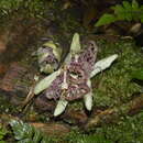 Image of Passiflora acuminata DC.