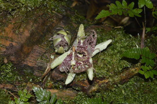 Image of Passiflora acuminata DC.