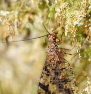 Image of Australysmus neboissi New 1983