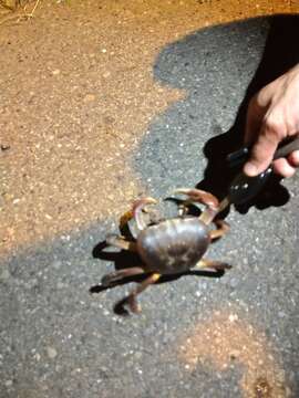 Image of brown land crab