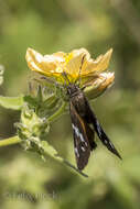 Image de Codatractus bryaxis Hewitson 1867