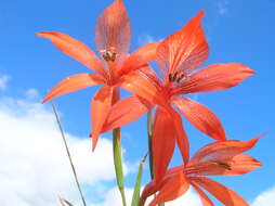 Image of Gladiolus watsonius Thunb.