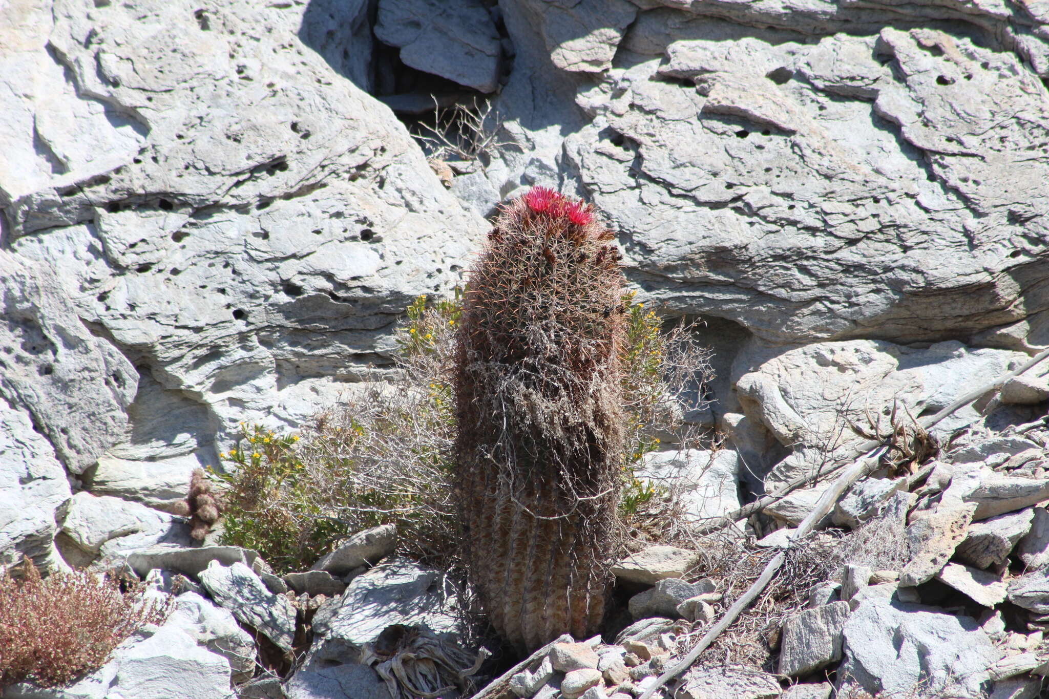 Image of Ferocactus gracilis subsp. gatesii (G. E. Linds.) N. P. Taylor