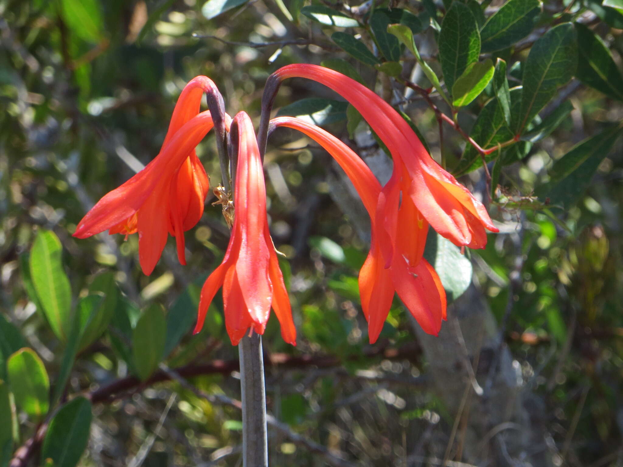 Image of Cyrtanthus fergusoniae L. Bolus