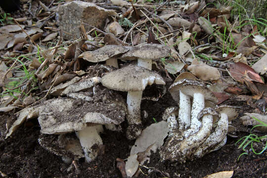 Image of Lyophyllum fumosum (Bañares & Bon) Blanco-Dios 2015