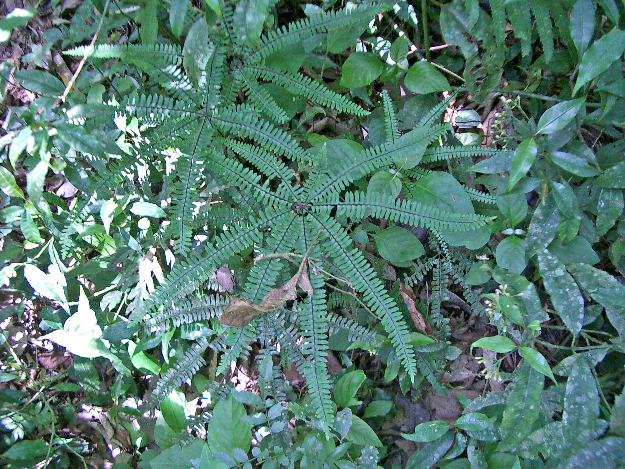 Image of Adiantopsis radiata (L.) Fée