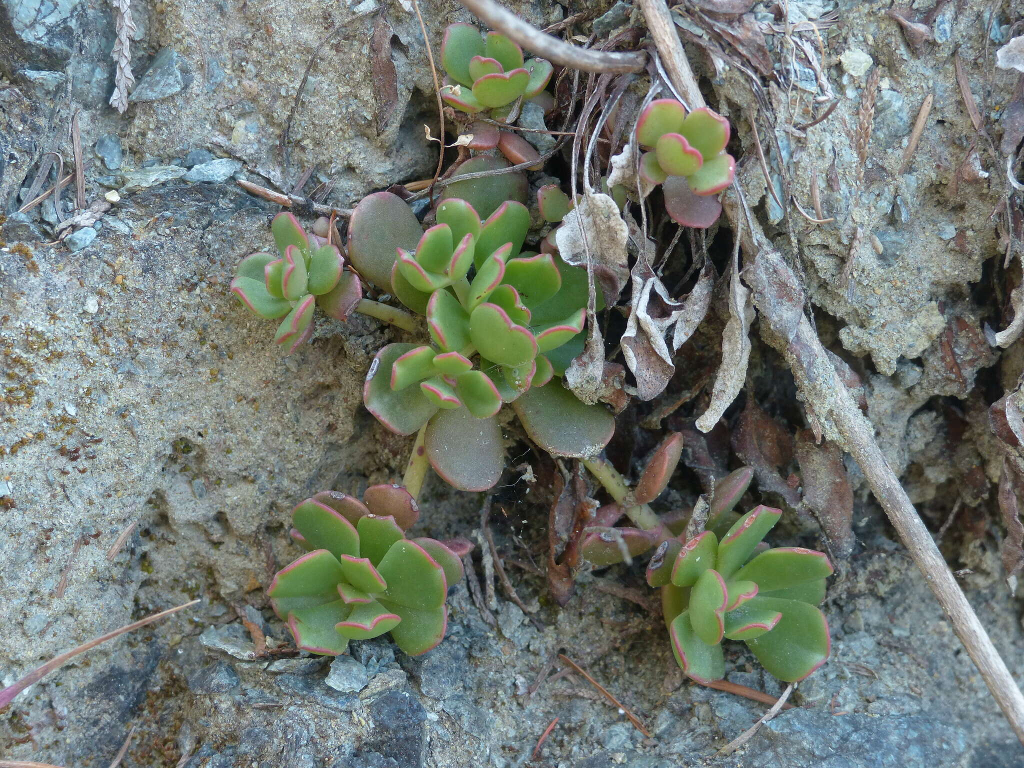 Sedum laxum subsp. laxum的圖片