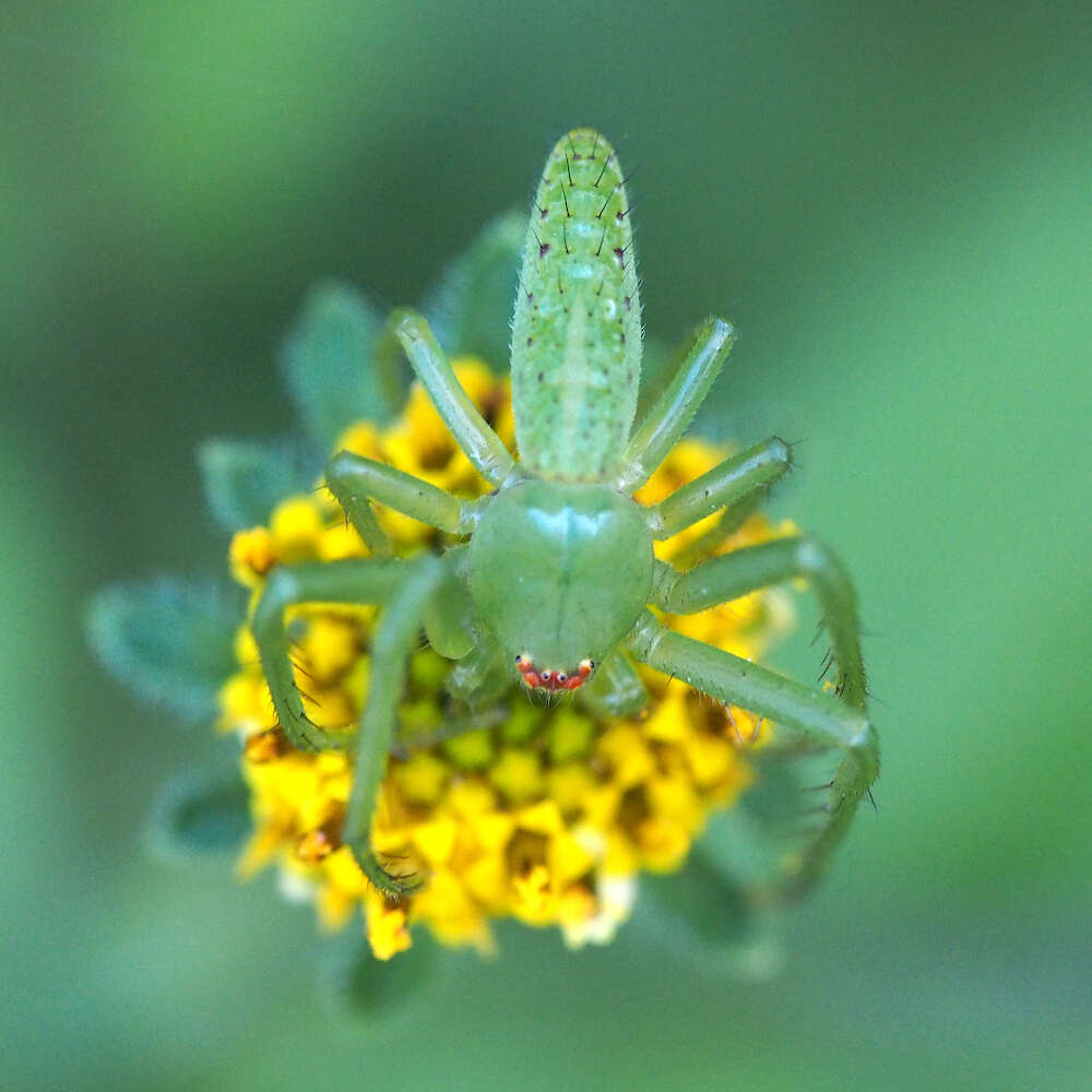 Image of Oxytate striatipes L. Koch 1878