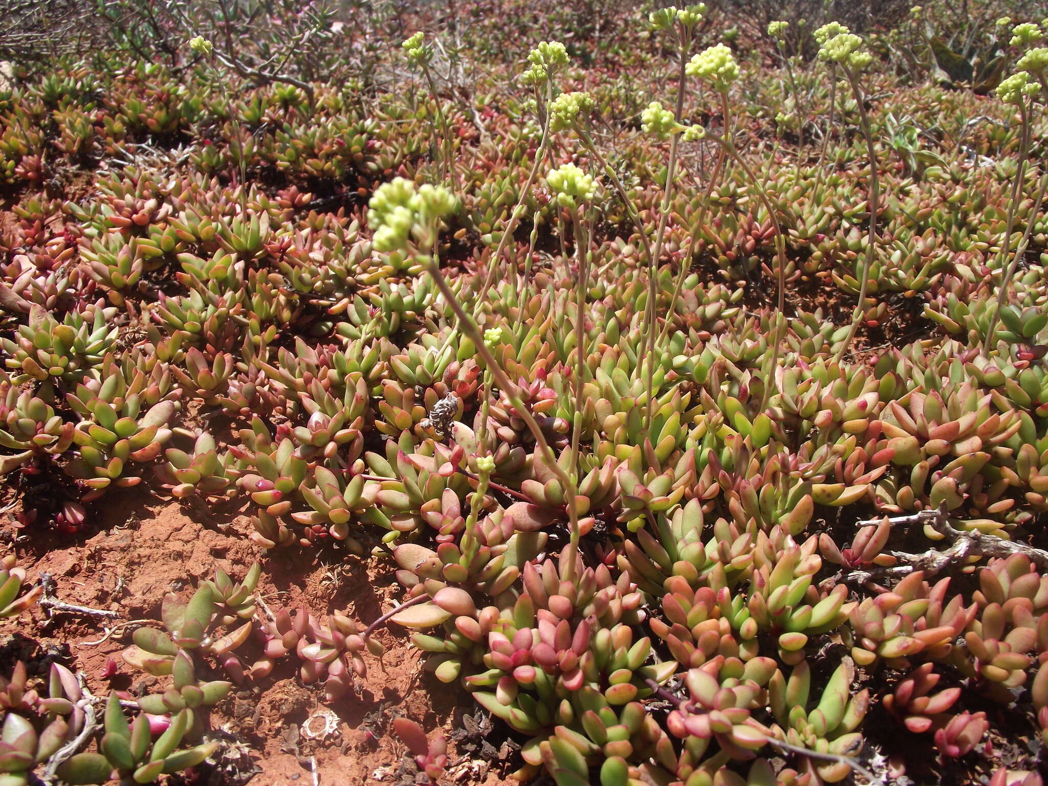 Image of Crassula pubescens subsp. radicans (Haw.) Tölken