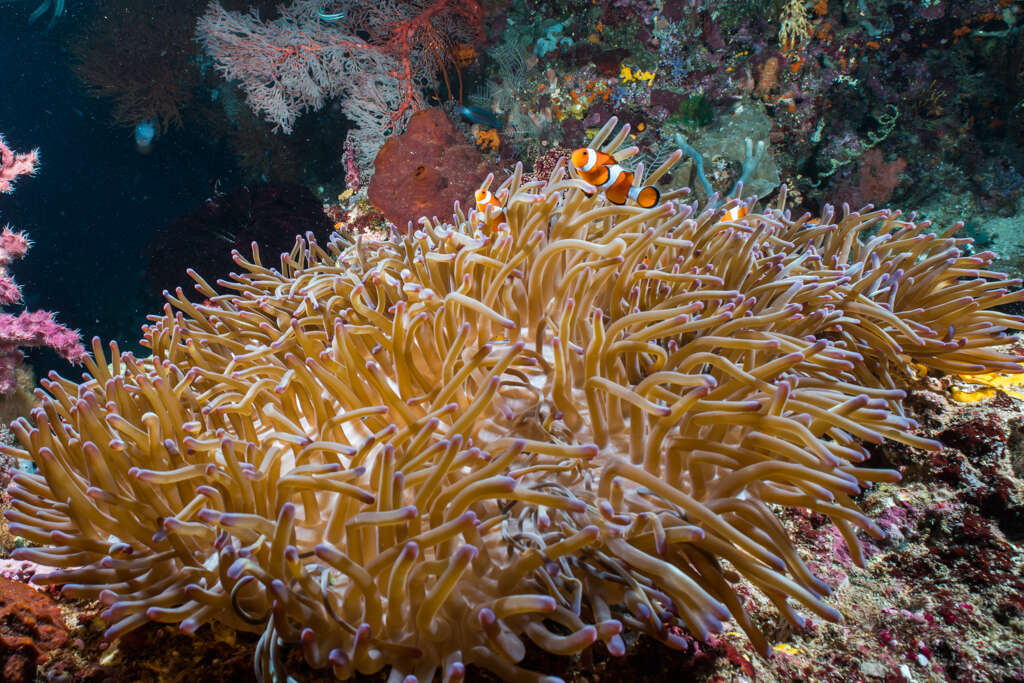 Image of Bulb-Tip Anemone