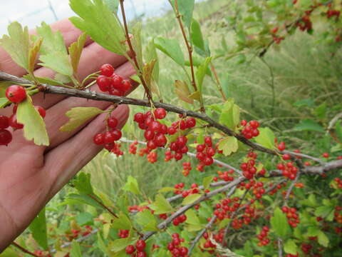 Image of Siberian currant