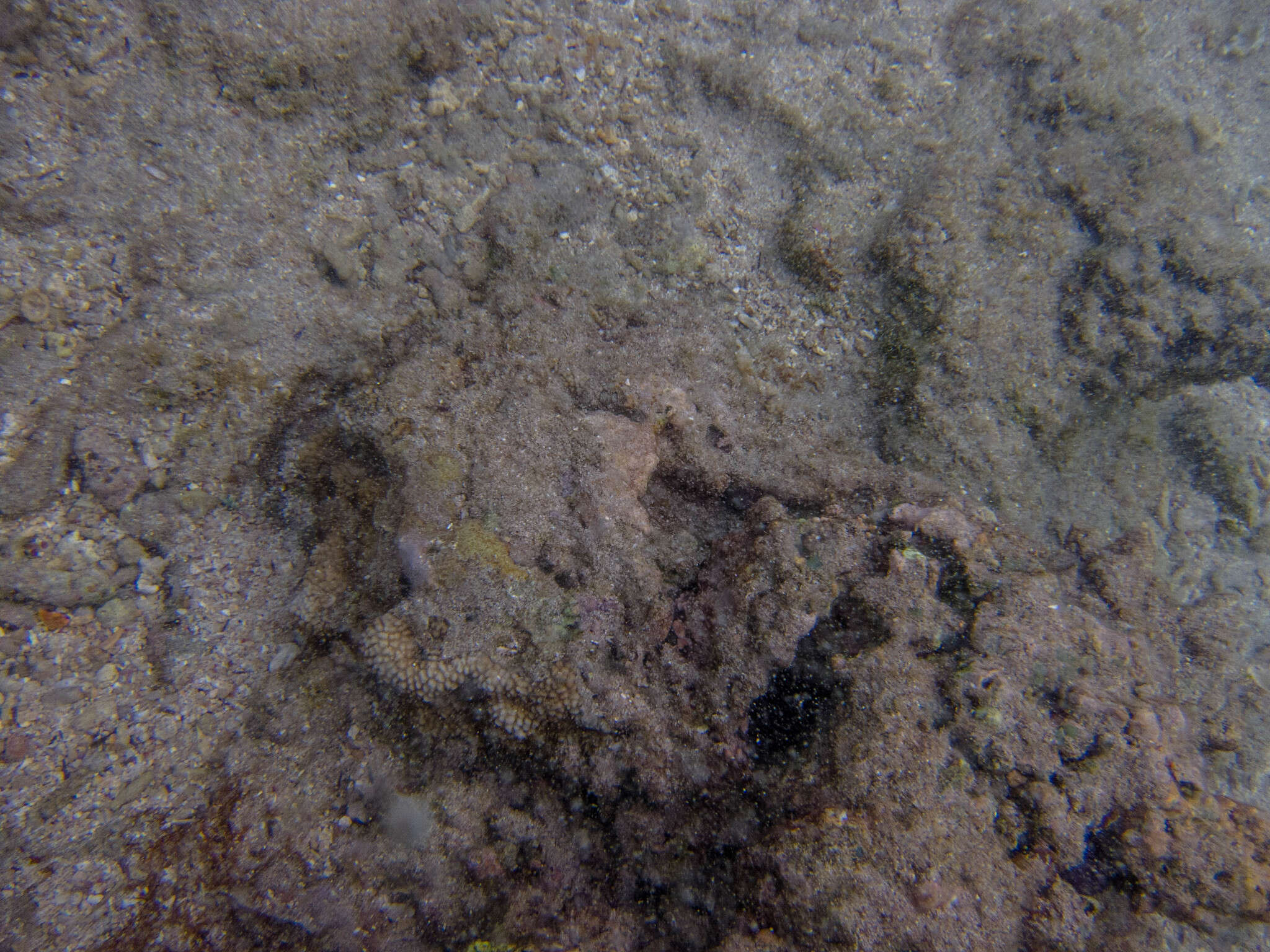 Image of spine coral