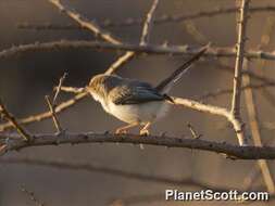 Plancia ëd Prinia rufifrons Rüppell 1840