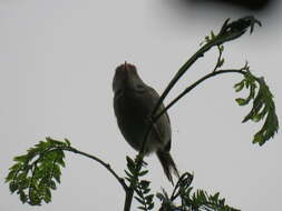 Image of Common Tailorbird