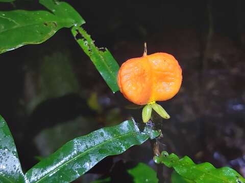 Image of Harpullia frutescens F. M. Bailey