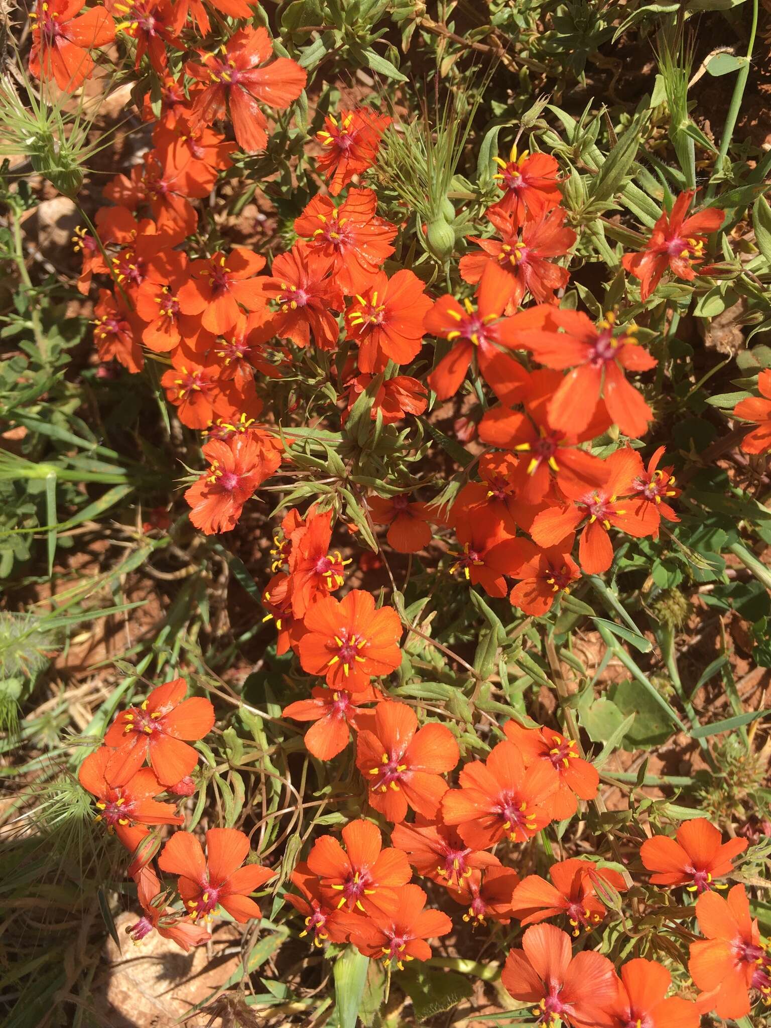 Image of Lysimachia monelli subsp. monelli