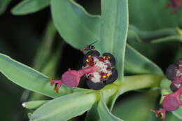 Image of Euphorbia portulacoides L.