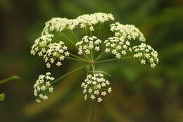 Image of stiff cowbane