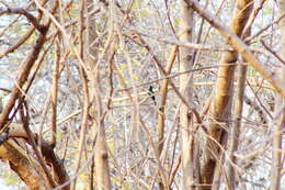 Image of Golden-crowned Emerald