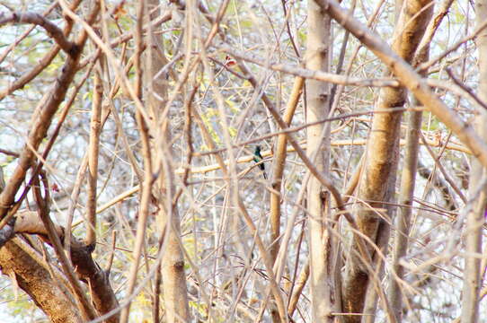 Image of Golden-crowned Emerald